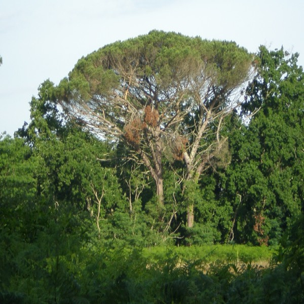 Offres de vente Terrain Audenge 33980